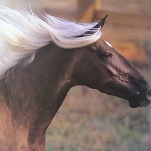 Meet your Posher, Josefina